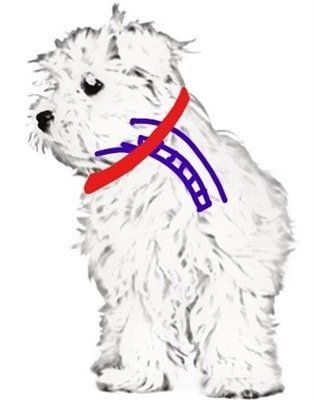 maltese-drawing-tension-on-neck